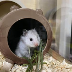 Käfige Hamsternest Hamster-Versteckhaus Goldener Bär Schlafzimmer Landschaftsbau Versteckzubehör für Zwerghamster Syrische Hamster Rennmäuse