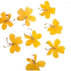 装飾的な花は宝石用ポストカードのための乾燥した黄色の蝶の花の植物標本草本本マーク電話ケースPOフレーム招待カード