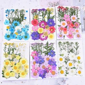 Dekorativa blommor 1Set pressad liten torkad scrapbooking torr DIY -konserverad blommor dekoration hem mini