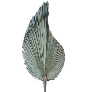 10pcs/lot Real Cattail Fan preserved Dry Natural Fresh Palm leaves Forever plant material for home Wedding Decoration