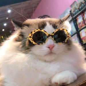 Husdjursglasögon för katter solglasögon teddy vip mini liten hund söt trendig dekoration