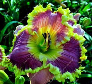 新しい100 PC/バッグフレッシュレアハイブリッドデイリリーシード花hemerocallis lily Indoor Seeds Home Garden Supplies for Blower Pot