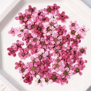 Flores decorativas 2023 Flum de ameixa selvagem Flor seca Pétalas únicas Remessa Grátis por atacado 1 lote / 120pcs