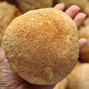 Agricultural Commodities Dry Lions Mane Mushroom Hericium Erinaceus Food Health Benefits