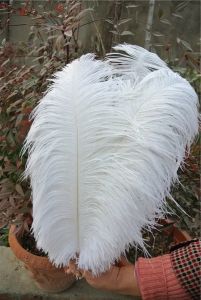 Ostruz Feather Party Decoration Plume Craft Supplies Centerpieces/Celebrity Wall Decoration Hat Hat Acessórios RRA RRA