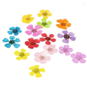 Decorative Flowers False Spiraea DIY Handmade Material Dried Pressed Flower Bouquet 1000pcs Wholesale Free Shipment