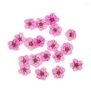 Decorative Flowers Wholesales Natural Small Daffodils Dried For DIY Decoration 1000Pcs Free Shipment