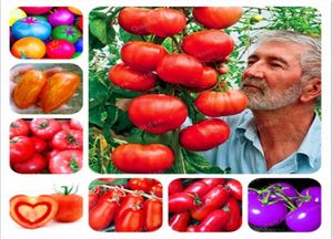 10 kinds Nutritious Tomato Seeds Rare Huge tomato Bonsai Organic Delicious Vegetable fruit seeds Potted plant for Home Gardens 56975211