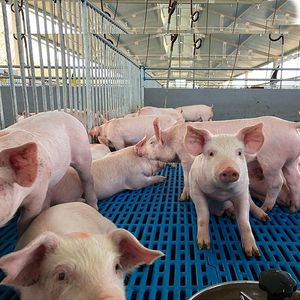 Domuz Kalem Kreş Pigsty Hayvan Kafesleri Domuz Çiftçilik İş Planı Ürünleri Fabrikalar Toptan Özelleştirilmiş Piggery ekipmanları