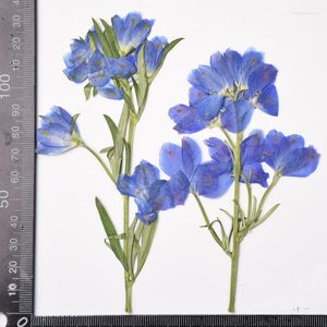 Dekorativa blommor Liten Larkspur med stjälkar pressade blommor gåvor för blå dröm ins rammaterial gratis sändning