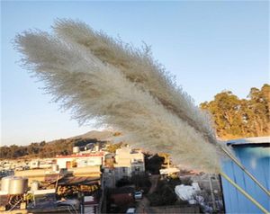 Nowy 20pllot Whole Phragmites Natural Decorative Pampas Grass for Home Wedding Decoration Flower Bunt 5660CM 209 7747314