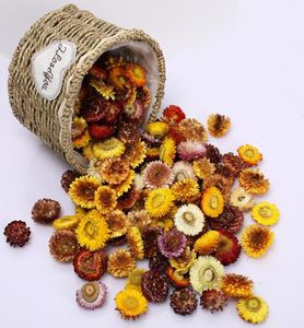 100pcsリアルデイジー菊の保存花乾燥標本DIYブックマークキャンドルカードAレベルホーム装飾ナチュラルガーベラヘッド25292496