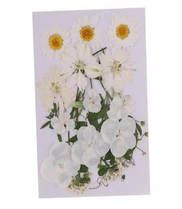 Çoklu Karışım Doğal Preslenmiş Kurutulmuş Çiçekler Yapraklar DIY sanat zanaat abajur scrapbooks Duvarlar Düğün Davetiyeleri Dekorasyon5662440