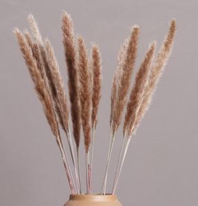 15pcsbunch Natural Grass Dried Reeds Flowers Small Pampas Phragmites For Home Wedding Vase Decor Flower Plants Bouquet Decorative5288962