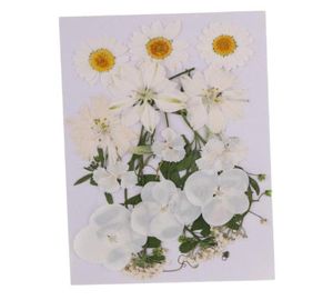 Múltipla mistura natural prensado flores secas folhas diy arte artesanato para abajures scrapbooks paredes convites de casamento decoração2194735