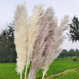 Decorative Flowers Wreaths Dried Natural Flowers 5Pcs 110cm Large Pampas Grass Fluffy Artificial Flowers Wedding Supplies Country Decoration Dry Flowers 231214