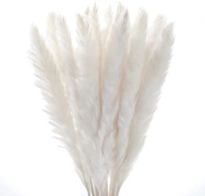 Dekorativa blommor kransar 30st Pampas Natural Pampa Grass Real Reed Small Bulrush Bouquet Dry Flowers White Plumes Home Office Decor Wedding Dekoration 231214