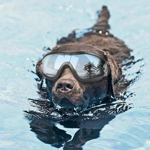 Dog Apparel Miflame Pet Goggles Adjustable Sunglasses For Supplies Swim Pets Eyewear Waterproof Dachshund Glasses