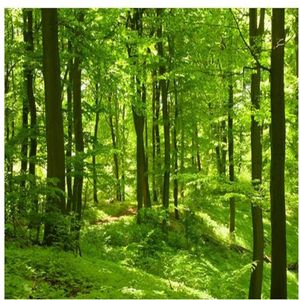 Bellissima foresta verde BOGGI SULLO SULLO SULLA FINESTRA SCHEDPAPERA MURALE282F