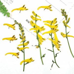 Dekorative Blumen 100 Stück gepresste getrocknete Corydalis Pallida Blumenpflanze Herbarium für Schmuck Postkarte Einladungskarte Handyhülle Lesezeichen