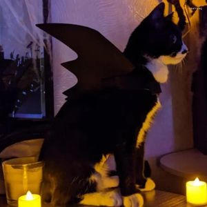 Cat Costumes Creative Felt Pet Bat Wings Halloween Party Supplies Hanging Decorations Wall Stickers Scenes Embellation Decorati