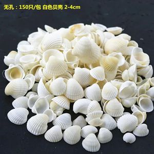White Clam Cay Sea Shells for Home Decorations Party Wedding DIY Crafts 231222