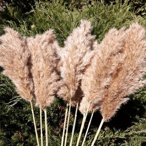 装飾的な花24inch/60cm高さのふわふわしたパンパスグラスXLサイズ茶色の乾燥した華やかな装飾ウェディングフラワーボホン天然ポンパb