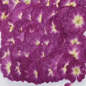 Decorative Flowers 250X Pressed Dried Purple Chinese Rose Flower Plants Herbarium For Jewelry Bookmark Scrapbook Phone Case Lampshade