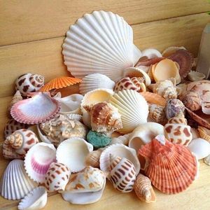 Oggetti decorativi Figurine 30Pcs Borsa Mix Acquario Spiaggia Nautica Fai da te Conchiglie Misto Bulk Circa 100g Conchiglia 230701