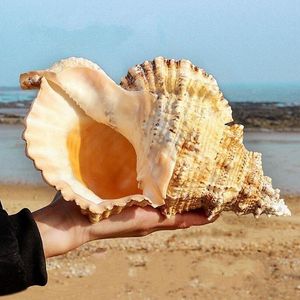 Dekorativa föremål Figurer Stora Sea Conch Shell 1624cm Big Natural Craft Ornament Wedding Festival Party Decoration Creative Gift 230701