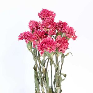 Dried Flowers Pcs/Bundle Carnation Plant Mother Teacher's Day Gift Bouquet Home Party Wedding Decoration Photography Props