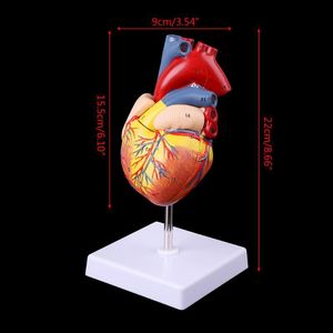 Outros materiais escolares de escritório adereços modelo Porte grátis Desmontado Anatômico Modelo de Coração Humano Anatomia Ferramenta de Ensino 230703