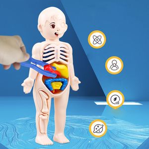 3D Puzzles 14Pcs Set Human Organ Model Children DIY Assembled Early Science And Education Toys 230704