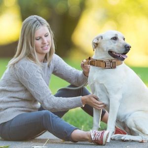 Coleiras para cães Coleira com fivela de metal para animais de estimação com cinto durável que aperta quando os cães puxam e evita escorregões