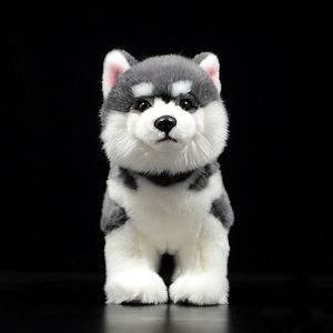 Plush Dolls 23CM High Grey Siberian Husky Dog Plush Toy Lifelike Standing Alaskan Malamute Stuffed Animal Toys Christmas Gifts 230711