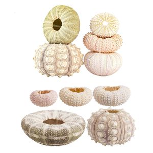 Dekorativa föremål Figurer 5st Natural Sea Urchin Shell Conch Tillandsia Potted Plant Coquillage Bonsai Mediterranean Seashells Craft Home Decor 230713