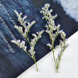 Faux Floral Greenery 60pcs Wciśnięte suszone Codariocalyx Motorius Flower Plant Herbarium for Jewelry Postcard Phase Craft Craft DIY Akcesoria 230713