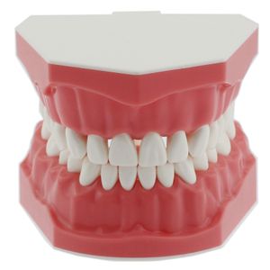 Andra orala hygienens tandmodell Borsta tandtråd med tänder Tandonter Modellundervisning som studerar M7010 230720