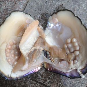 2018 Party Fun Fulwater Pearls Shells Vakuumförpackning Verklig naturlig pärla ostron Big Monster Oysters Gift BP011202U