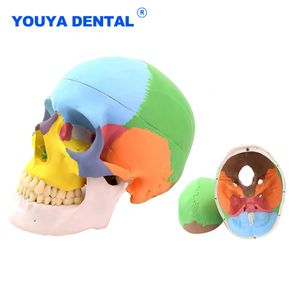 Andra orala hygienstandarder Human Color Skull Tooth Model Skeleton Head Studying Teaching Anatomy Simulation levererar Anatomisk dekorativ 230720