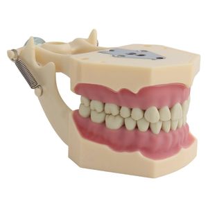 その他の経口衛生歯モデルは、32pcsのねじ込み歯のデモンストレーション230720を備えたFrasaco Dental Model Dental Teaching Model Model Model Model Modelモデルに適合します230720