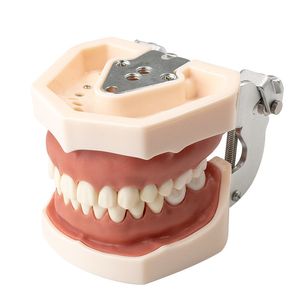 Altro Igiene orale Modello dentale Denti gengivali Modello didattico Standard Dental Typodont Modello Dimostrazione Con dente rimovibile Denti modello Dentista regalo 230720