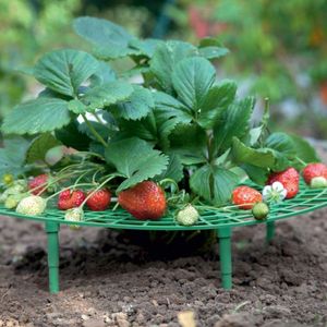 Andra trädgårdsverktyg 5st Strawberry Stand Frame Holder Balkong Planting Rack Fruit Support Plant Flower Climbing Vine Pillar Gardening 230727