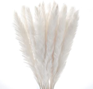 Dekorativa blommor kransar 30st Pampas Natural Pampa Grass Real Reed Small Bulrush Bouquet Dry White Plumes Home Office Decor Wedding Dekoration 230731