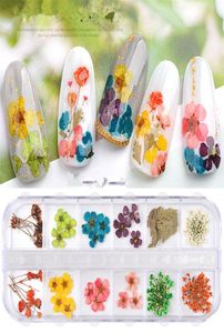 NA054 12 Farben Trockenblumen Nail Art Dekorationen 3D Natürliche Gänseblümchen Gypsophila Konservierte Trockenblumen DIY Nagelaufkleber Maniküre Dec2463374