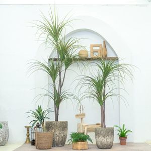 Decorative Flowers Nordic High Imitation Wooden Dragon Blood Tree Green Plant Interior Decoration Potted Home Office Fake