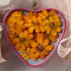 Dekoratif Çiçekler 1set Preslenmiş Kurutulmuş Zinnia Elegans Jacq Çiçek Herbaryum Epoksi Reçine Takı Yapımı Yer İşi Yüz Makyaj Tırnak Sanatı