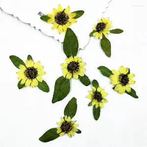 Dekorativa blommor 100 st -pressade torkade mini solros blomma blad växt herbarium för nagelkonst smycken bokmärke telefon fodral ansiktskort diy