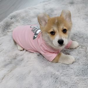 Masowa marka Pet T-shirt ubrania piesowe ubranie letnia jarre aero schnauzer corgi bawełniał chłodny oddychający hurt hurtowy