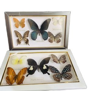 Decorative Objects Figurines Beautiful Butterfly Specimen decorative painting Collection Butterfly P Artwork Decoration Wedding Home 230411